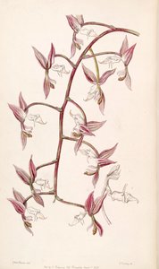Gongora aromatica by Miss Drake